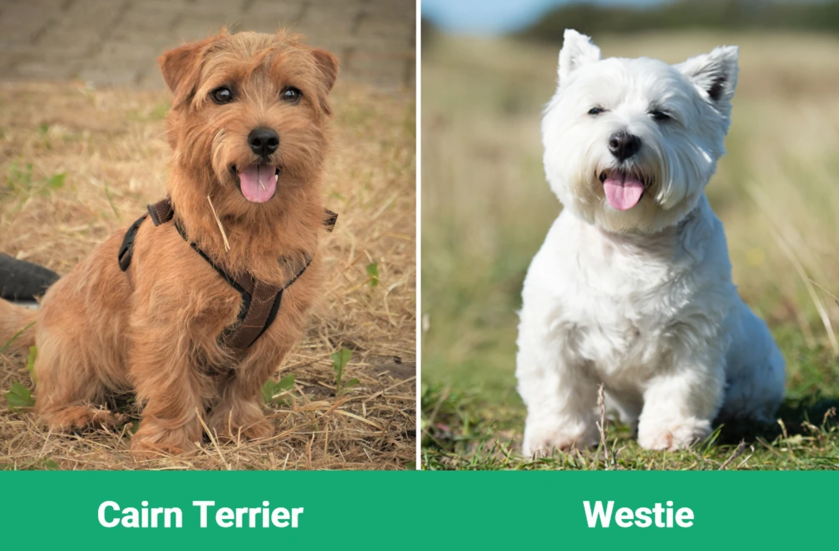 Cairn Terrier vs. Westie